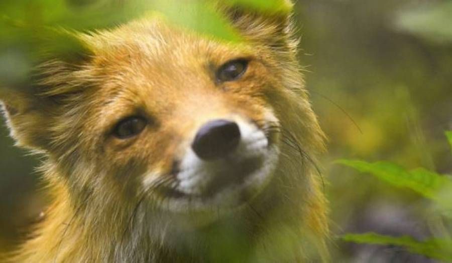 Οι επιστήμονες ανακάλυψαν το μυστικό εξημέρωσης των ζώων