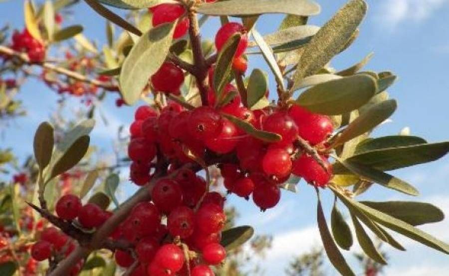 Buffaloberries, η νέα υπερτροφή: Μάθετε τα πολλαπλά οφέλη τους στον οργανισμό σας!