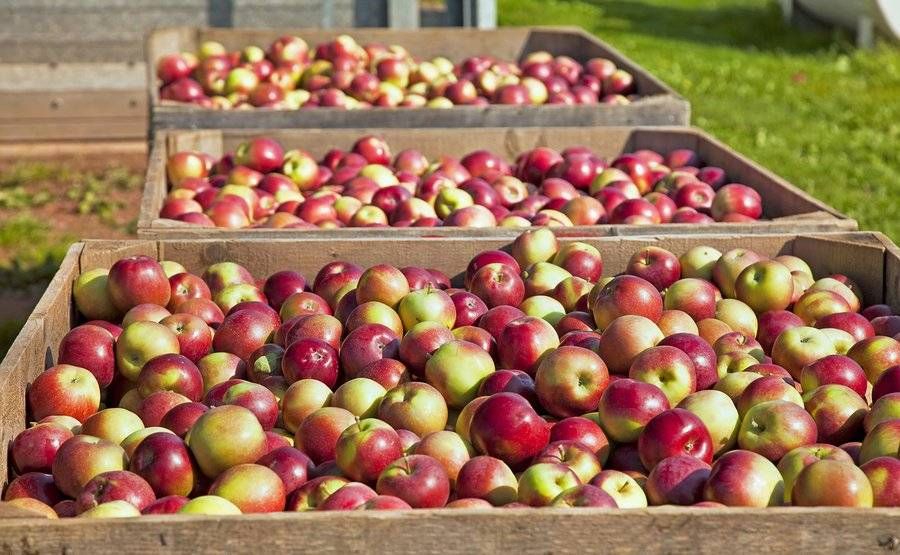 Δεσμεύονται μήλα από το Βέλγιο