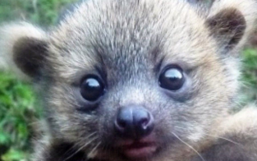 Το Top 10 των νέων ειδών που ανακαλύφθηκαν το 2013!