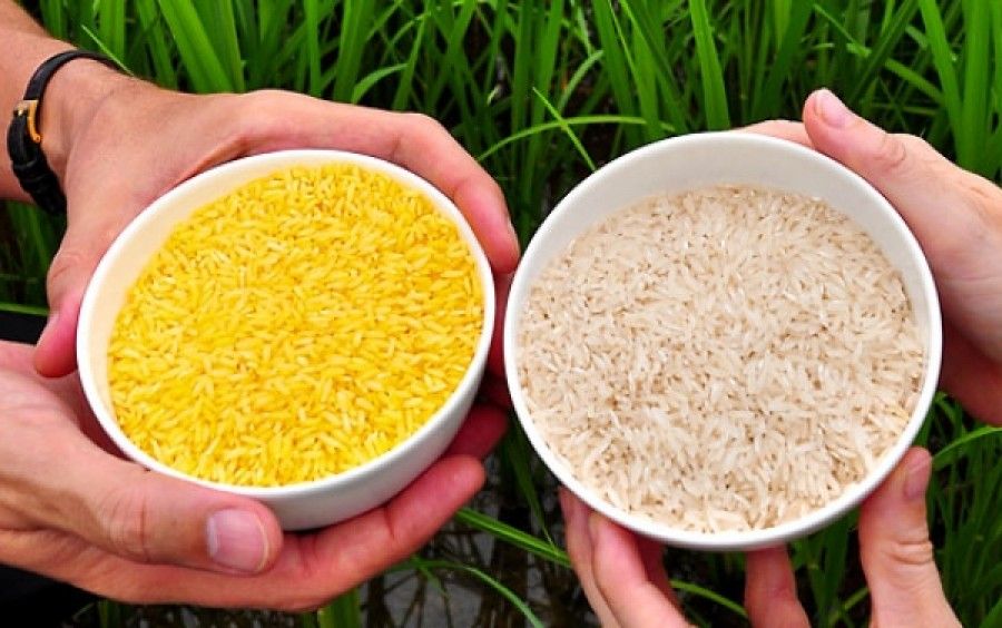 Golden Rice: Γνωρίστε το ρύζι που σώζει ζωές