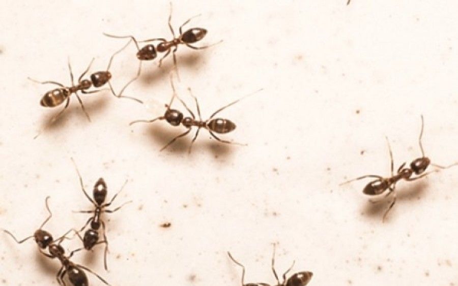 Μυρμήγκια στο σπίτι; Απαλλάξου, μια και καλή, με αυτά τα απλά κόλπα!