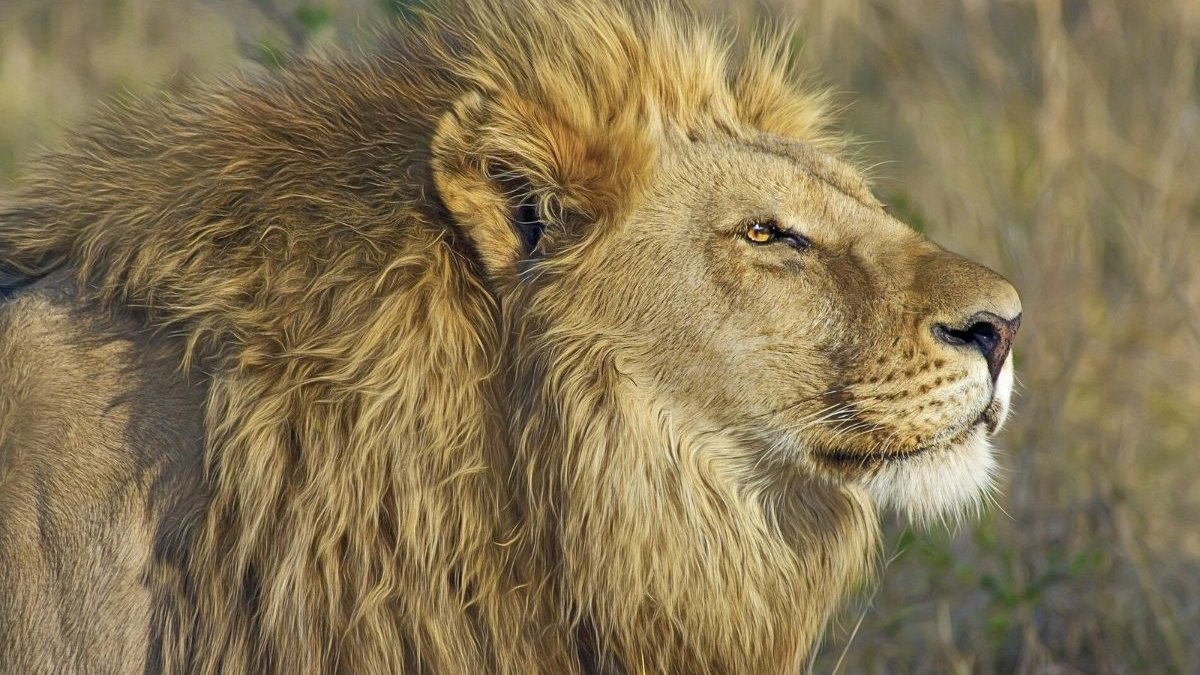 Απίστευτες εικόνες: Λιοντάρια κοιμούνται στη μέση του δρόμου (photos)