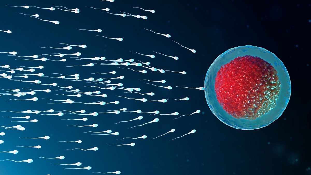 Ενίσχυση της ανδρικής γονιμότητας - Όσα πρέπει να ξέρετε για την υγεία του σπέρματος