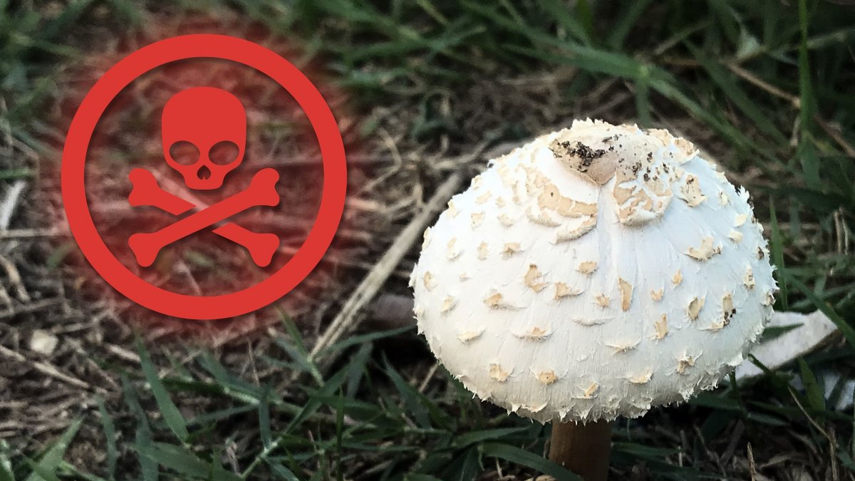 Δηλητηρίαση από μανιτάρια: Συμπτώματα, τοξίνες και πότε γίνεται επείγουσα ιατρική κατάσταση
