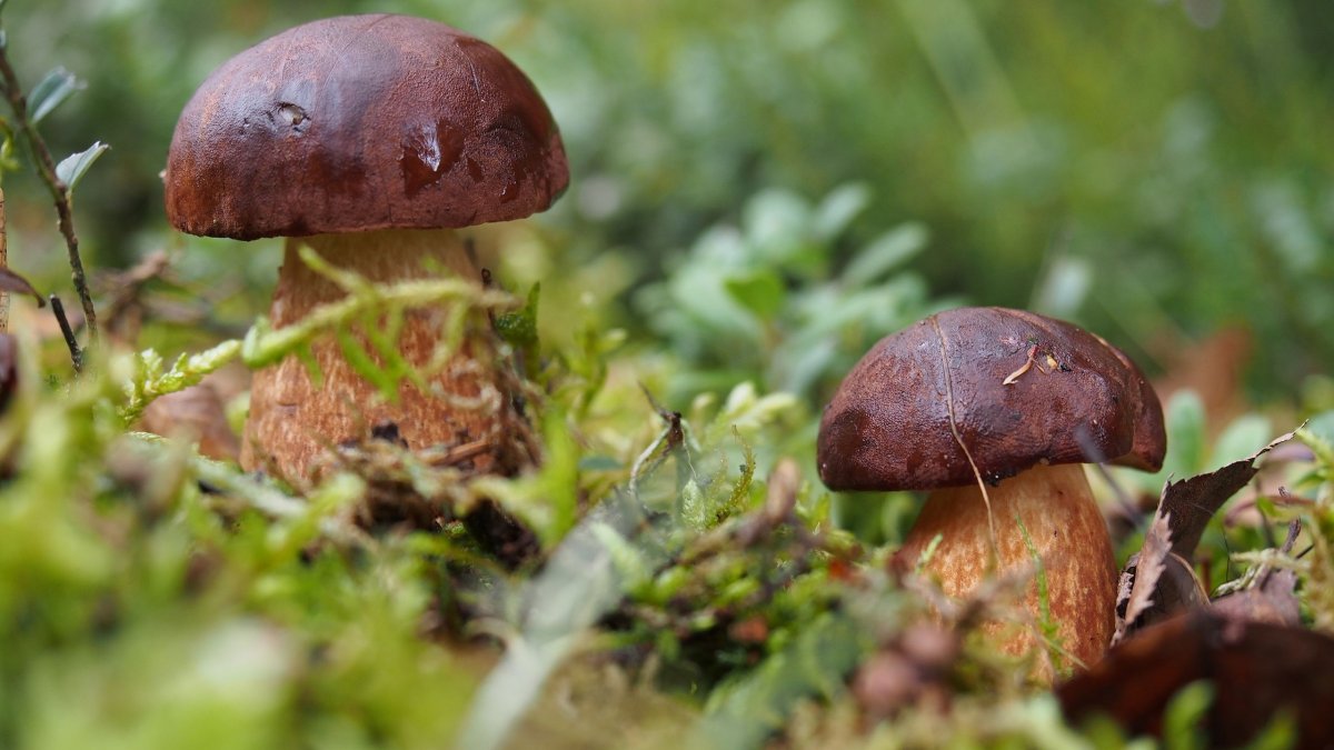 Στην Ιταλία για μεταμόσχευση ζευγάρι που κατανάλωσε δηλητηριώδη μανιτάρια 