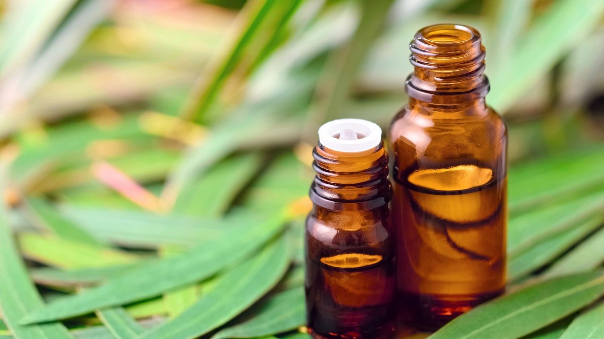 Έλαιο ευκαλύπτου: Απίστευτη πολυχρηστικότητα – Δείτε πόσα μπορείτε να κάνετε