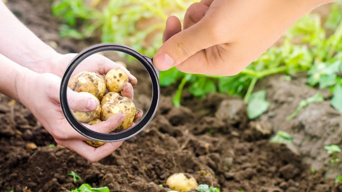 Φυτοφάρμακα στις πατάτες: Τι έδειξε ελληνική μελέτη για το τι φτάνει στο πιάτο μας