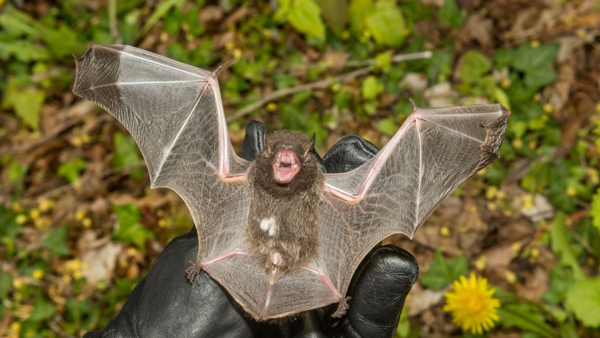 Νυχτερίδες είναι η πηγή ανεξήγητης οξείας αναπνευστικής νόσου και εγκεφαλίτιδας στο Μπαγκλαντές