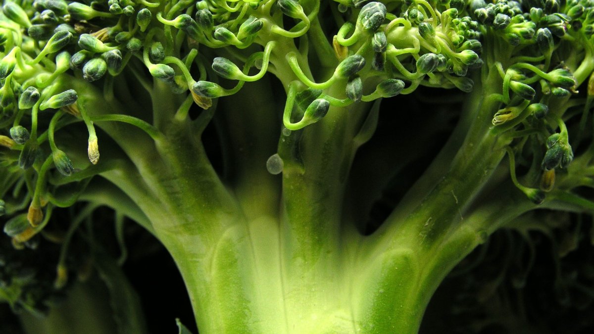 Γιατί το μπρόκολο είναι τόσο σημαντικό για την υγεία του εντέρου