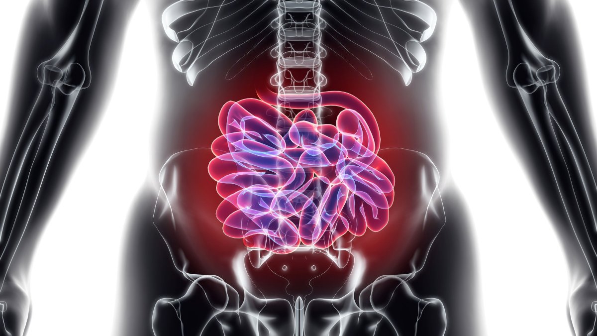 Το λεπτό έντερο έχει 6 μέτρα μήκος – Ποια η λειτουργία του και με ποιες ασθένειες συνδέεται