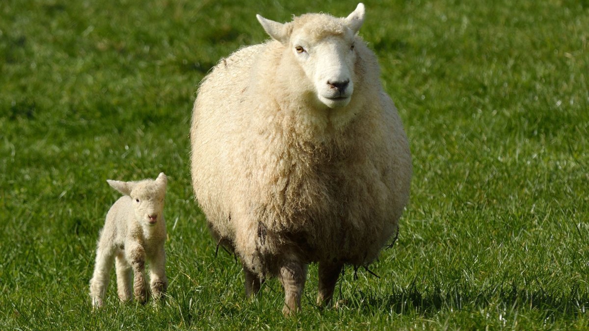 Ευλογιά των προβάτων: Γιατί δεν έχουν γίνει εμβολιασμοί - Το κρύο «εξαφανίζει» τον ιό;
