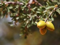 Γιατί το έλαιο αργκάν κάνει θαύματα στην εμφάνισή σας