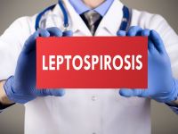 Λεπτοσπείρωση: Μια πολύ επικίνδυνη ασθένεια