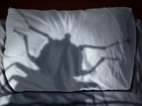Ποια χρώματα προσελκύουν και ποια απωθούν τους κοριούς