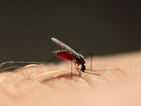 Ελονοσία: Πώς μεταδίδεται, με ποια συμπτώματα εκδηλώνεται