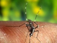 Συνάντηση για την ελονοσία την Τετάρτη ΠΙΣ και ΚΕΕΛΠΝΟ