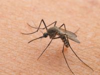 Ιός Δυτικού Νείλου: Σε 40 ανέρχονται τα κρούσματα στη Δυτική Μακεδονία