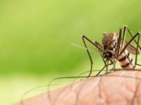 ΕΟΔΥ: Πώς να προφυλαχθείτε από τα κουνούπια και τον ιό του Δυτικού Νείλου