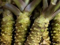 Η καυτερή ρίζα που προστατεύει τα δόντια, μειώνει τη φλεγμονή και ενισχύει τη μνήμη