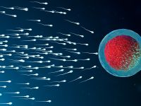 Ενίσχυση της ανδρικής γονιμότητας - Όσα πρέπει να ξέρετε για την υγεία του σπέρματος