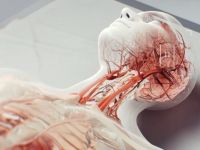 Πρόληψη εγκεφαλικού: Μικρορομπότ κολυμπούν στα αγγεία και διαλύουν θρόμβους αίματος [video]