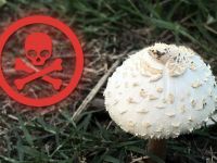Δηλητηρίαση από μανιτάρια: Συμπτώματα, τοξίνες και πότε γίνεται επείγουσα ιατρική κατάσταση