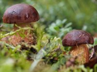 Στην Ιταλία για μεταμόσχευση ζευγάρι που κατανάλωσε δηλητηριώδη μανιτάρια 