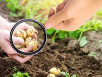 Φυτοφάρμακα στις πατάτες: Τι έδειξε ελληνική μελέτη για το τι φτάνει στο πιάτο μας