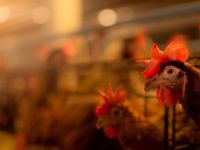 Γρίπη των πτηνών: Ανθεκτική στον πυρετό παραλλαγή καθιστά τον Η5Ν1 “πανδημία εν αναμονή”