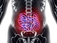 Το λεπτό έντερο έχει 6 μέτρα μήκος – Ποια η λειτουργία του και με ποιες ασθένειες συνδέεται