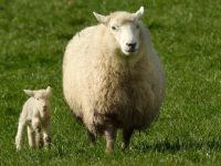 Ευλογιά των προβάτων: Γιατί δεν έχουν γίνει εμβολιασμοί - Το κρύο «εξαφανίζει» τον ιό;