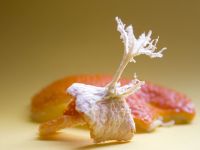 Γιατί να μην πετάτε τις λευκές σπογγώδεις ίνες όταν καθαρίζετε πορτοκάλι – Τι προσφέρουν