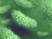 Τα βακτήρια E. Coli γίνονται βέλη στη φαρέτρα της Επιστήμης κατά καρκίνου, HIV και διαβήτη