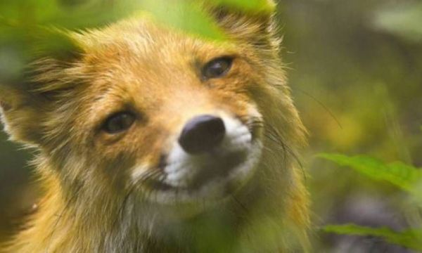 Οι επιστήμονες ανακάλυψαν το μυστικό εξημέρωσης των ζώων