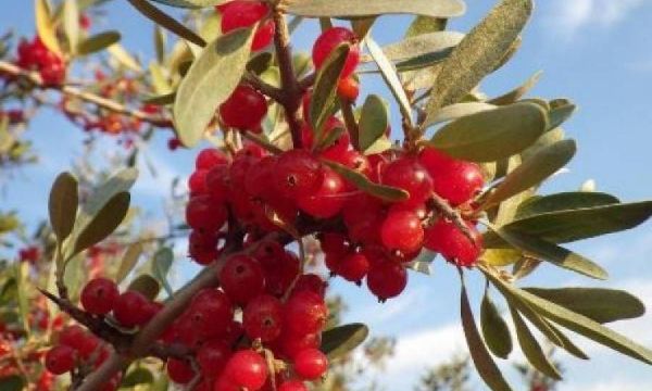 Buffaloberries, η νέα υπερτροφή: Μάθετε τα πολλαπλά οφέλη τους στον οργανισμό σας!