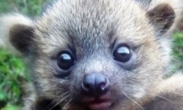 Το Top 10 των νέων ειδών που ανακαλύφθηκαν το 2013!