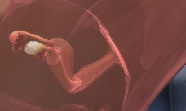 Δανοί επιστήμονες δημιούργησαν την πρώτη τεχνητή ωοθήκη
