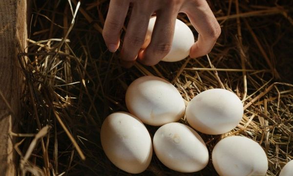 Μπορείς να αποθηκεύσεις τα αυγά στην κατάψυξη;