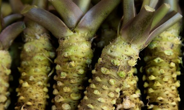 Η καυτερή ρίζα που προστατεύει τα δόντια, μειώνει τη φλεγμονή και ενισχύει τη μνήμη