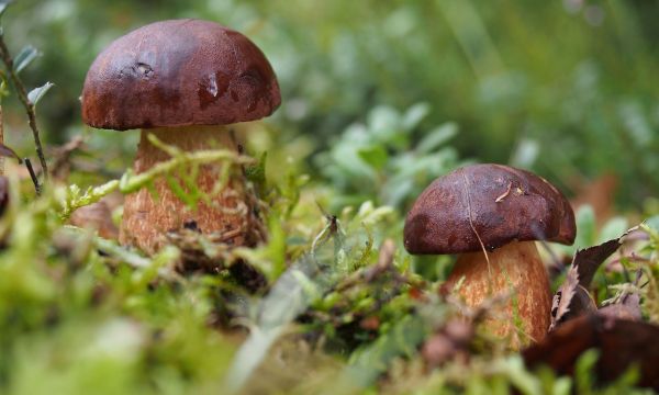 Στην Ιταλία για μεταμόσχευση ζευγάρι που κατανάλωσε δηλητηριώδη μανιτάρια 