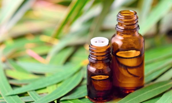 Έλαιο ευκαλύπτου: Απίστευτη πολυχρηστικότητα – Δείτε πόσα μπορείτε να κάνετε