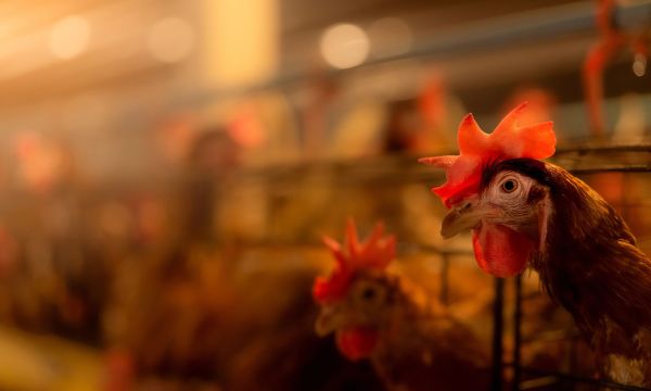 Γρίπη των πτηνών: Ανθεκτική στον πυρετό παραλλαγή καθιστά τον Η5Ν1 “πανδημία εν αναμονή”