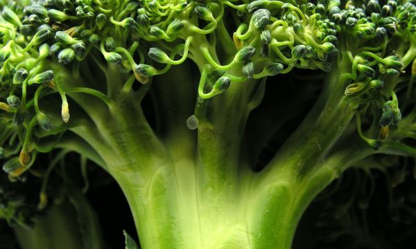 Γιατί το μπρόκολο είναι τόσο σημαντικό για την υγεία του εντέρου