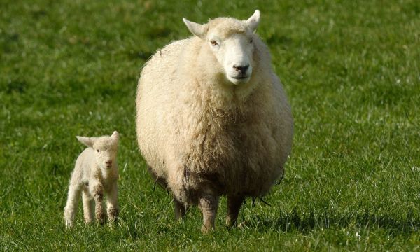 Ευλογιά των προβάτων: Γιατί δεν έχουν γίνει εμβολιασμοί - Το κρύο «εξαφανίζει» τον ιό;