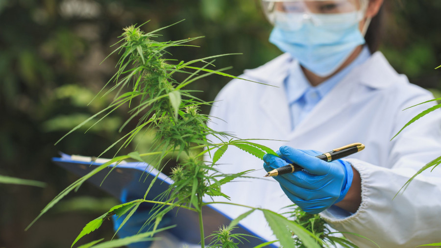 Cannabis Research Scientists Examine And Analyze Hemp Plants. Sign The Results With A Laptop In The