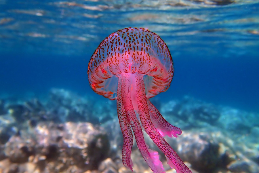 Mauve Stinger Purple Jellyfish - Pelagia Noctiluca