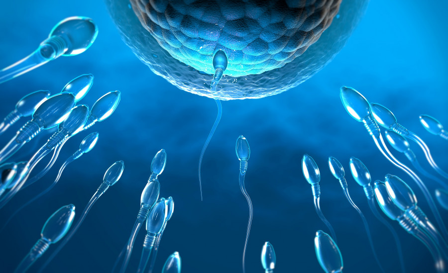 sperm-spermatozoaria-oario