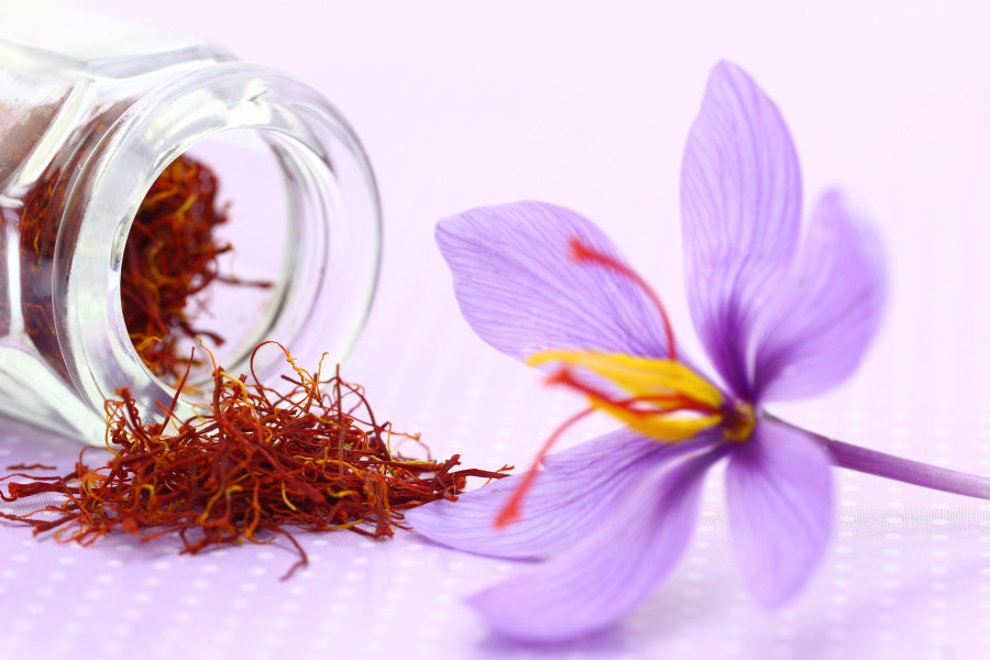 Saffron-safran-krokos