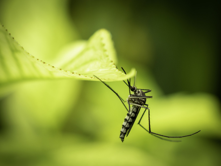 Aedes-Aegypti-Mosquito-west-nile-virus-kounoupi-ios-dytikou-neilou